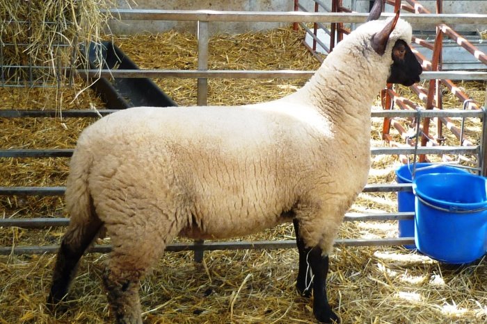 Clun Ewe Lamb Being Prepared for RWAS